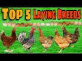 Top 5 BEST Egg Laying Chicken Breeds