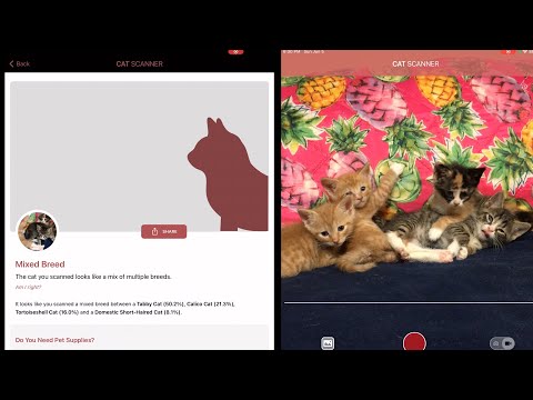 Cat Scanner -- Cat Breed Identification iPhone App 🐱 AppFinders