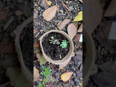 庭に自然な小川をうまく作り出すことができるかどうかは、あなた次第です。ちょっとした特典映像！  庭園