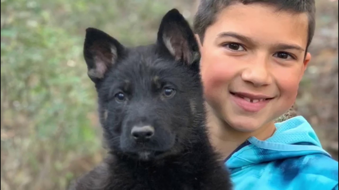Watch Consejos antes de adquirir un pastor alemán Now Consejos antes de adquirir un pastor alemán