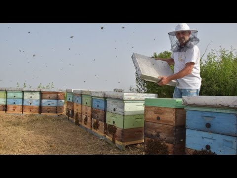 Savet profi-pčelara (J. Balint)- Prezimljavanje pčela u LR košnici