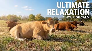 1 Hour of Texas Cows Hanging Out at the Waterer | Peaceful Pasture Life | Farm Sounds for Relaxation