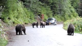 preview picture of video 'Pelea de osas grizzlies en Haines, Alaska, Estados Unidos'