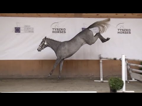 Concorde 76 (Cicero Z Van Paemel x Ciacomo x Cantus) 2018