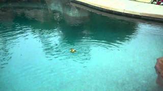 Download lagu 14 anak bebek baru belajar berenang. mp3