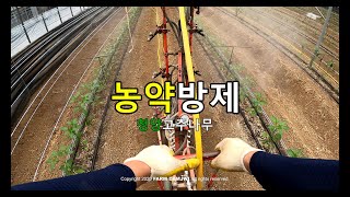 청양고추 나무에 농약치기