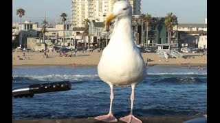 Pelicans, Seagulls, Jets, and LAPD Choppers Venice Pier, California