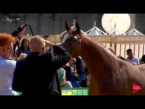 N.55 ALMA AL TIGLIO - Bergamo 2018 - 8 Years Old and Older Mares (Class 8)