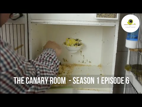 The Canary Room - Season 1 EPISODE  6