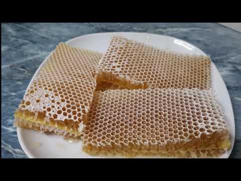 , title : 'كيف تجمع اكبر كمية عسل من خلية نحل واحد.'