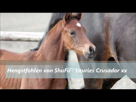 Hengstfohlen von ShuFu - Lauries Crusador xx - Sheerwood
