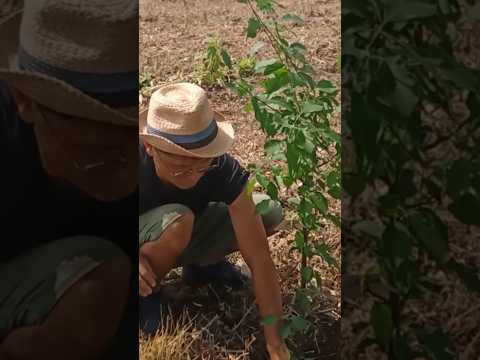 果樹の早期開花を遅らせ、回避するにはどうすればよいですか? + アイスセインツ 2024 の日程  庭園