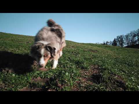 Vogelberg 26.10.2019