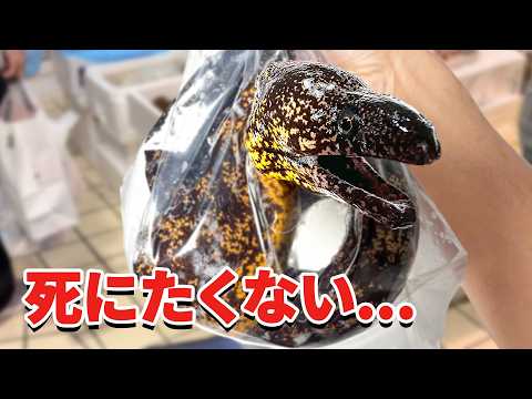 スーパーに売れ残っていたウツボを飼育してみると…