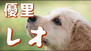 Download lagu レオ／優里【歌詞付き】 mp3