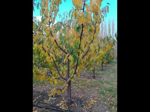 Postales entre el Monte Zeballos, el Lago Buenos Aires y  el valle de Los Antiguos