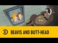 Robbing Raccoons Beavis And Butt Head