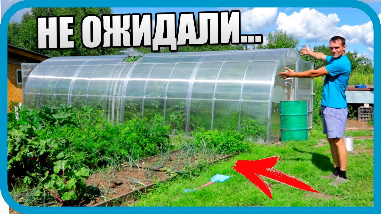 Теплица 10 недель спустя! И наш микро-огород!