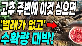고추 주변에 이것 심으면 벌레가 없고 수확량 대박! 진딧물 걱정 해결!