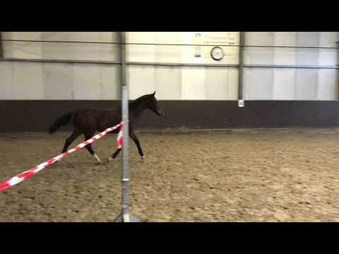 OL SF v. Fürst Fabrice - Rohdiamant - for sale