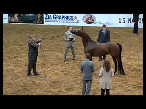 Half Arabian Futurity Filly class at 2014 US Nationals in Tulsa