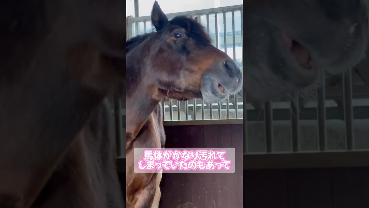 【2026.04.02】お肉になる肥育場からの53頭目🐴　無事に千葉に到着風景！#ばんえい競馬 #ばんえい #引退馬 #horse #山武市 #馬の学校 #バジガク
