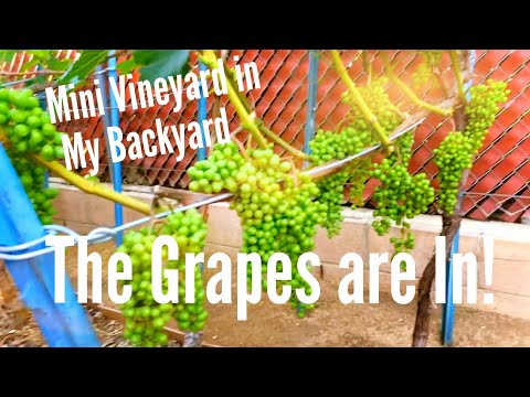 Mini Vineyard in My Backyard: The Grapes are In! 05-29-17 (HDEG)