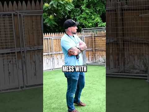 Stop messing with your fearful dog #aggressivedog #dogaggression #dogtraining #dogtrainingtips