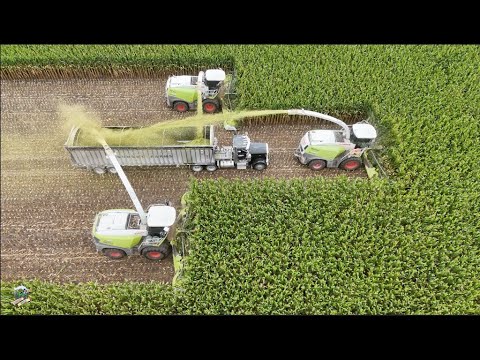 Chopping Corn Silage at Warren Dairy 2025 | Sunset Farms