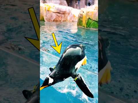 One kind act saved this little penguin 🥺💛🐧 #penguin #animalrescue