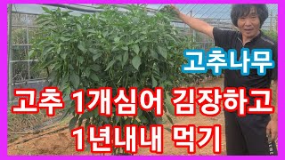 고추나무 1개심어 김장하고 1년 내내 먹기~  고추 1300개이상 따기 목표~솔림농원 텃밭,주말농장 귀농귀촌…