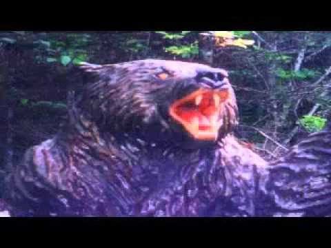 Der König der Bären - Grizzly oder Eisbär (Doku hörspiel)
