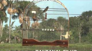 PANTANAL FILHO 