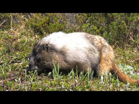 Introduction to F141 Tree and Shrub Identification