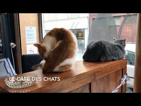 Das Katzencafé für Katzenliebhaber - Le Café des Chats | Paris