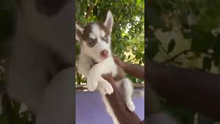 husky puppy cut
