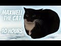 Maxwell The Cat Theme 10 Hours