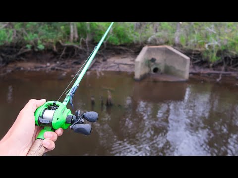 This POND is LOADED w/ HUGE Bass (Bed Fishing) Video