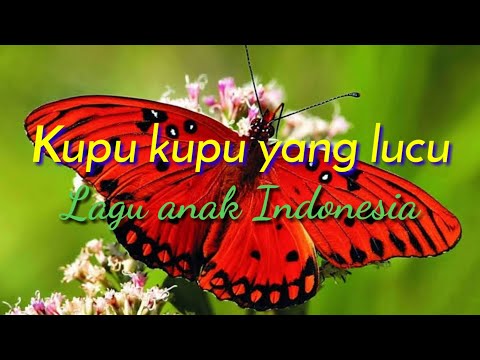 Kupu kupu yang Lucu Lagu Anak Indonesia