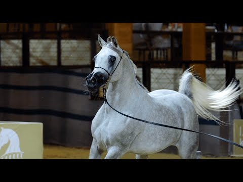 D MASHEE’AH - Junior Fillies Contender, KIAHF 2023 Peninsula Show