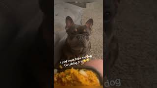 The dog can actually speak English #usa🇺🇸 #dogsoftiktok #funnydog #doggo #dogslife