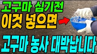 고구마농사 대박나려면 이것 꼭 뿌려주세요 고구마가 주렁주렁열려 대박납니다!