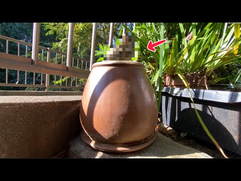 私の庭に穴を開ける動物は何ですか？