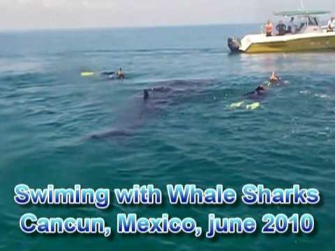 WS80: Swimming with Whale Sharks in Cancun, june 2010.mpg