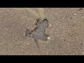 'Chicago Rat Hole': Rat-shaped imprint on sidewalk becomes viral sensation