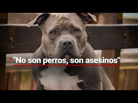 ¿Sí es "primer mundo"? | Sacrificarán MILES DE PERROS en GB por considerarlos "asesinos naturales"