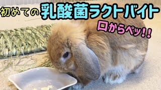 口から林檎を吹き出すうさぎ【乳酸菌ラクトバイト】