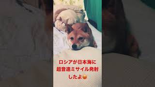 ロシアが日本海に超音速ミサイル発射して悲しい豆柴　#shibainu #柴犬 #cute #犬のいる暮らし #ミサイル