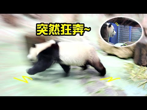 圓寶至網格前看到了探班的彪拔,突然狂奔,滿場跑😆|Giant Panda Yuan Bao running fast,圆宝,貓熊,大貓熊,大熊貓,彪爸,彪哥|台北動物園|Taipei zoo