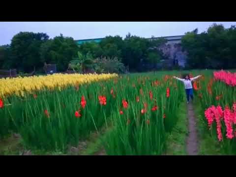 Beautiful farm of flowers